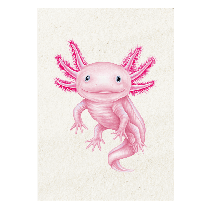 Postkarte Axolotl