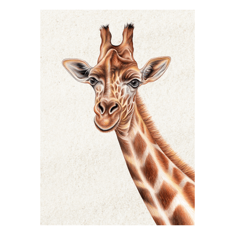 Postkarte Giraffe
